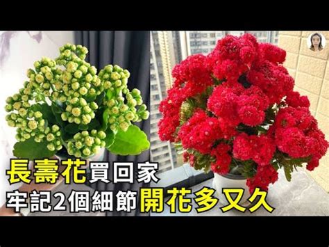 長壽花寓意|長壽花的寓意和象徵風水